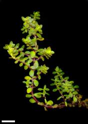 Veronica kellowiae. Sprig. Scale = 10 mm.
 Image: M.J. Bayly & A.V. Kellow © Te Papa CC-BY-NC 3.0 NZ